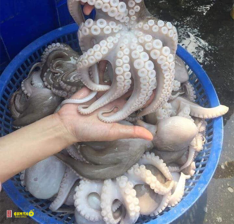 Bạch tuộc - 1. Bạch tuộc nướng sa tế Bạch tuộc - 1. Bạch tuộc nướng sa tế