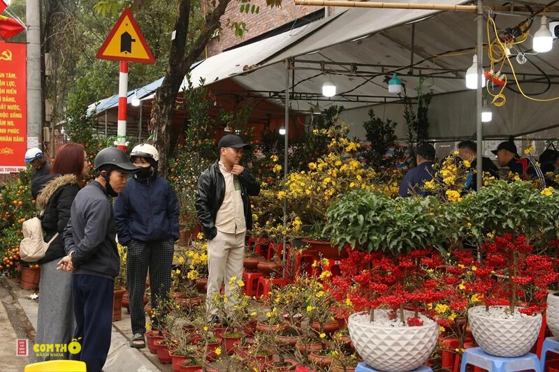 Bao nhiêu ngày nữa đến Tết - Tết Nguyên đán và Tết Dương lịch khác nhau
