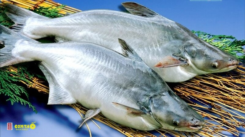 Cá basa - Phân biệt cá basa và cá tra