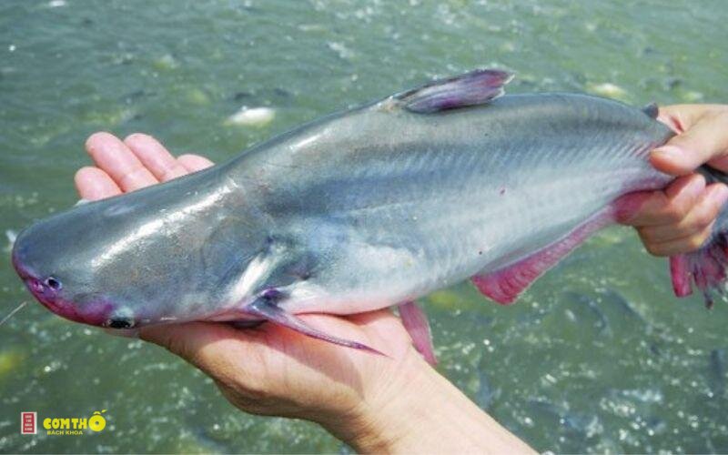 Cá basa - 6. Áp chảo bơ tỏi
