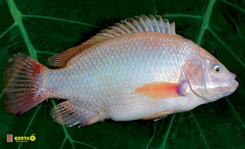 Cá diêu hồng - 1. Cá diêu hồng chiên xù Cá diêu hồng - 1. Cá diêu hồng chiên xù