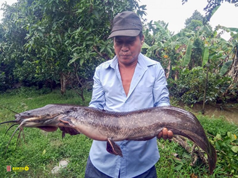 Cá lăng - Các loại cá lăng phổ biến