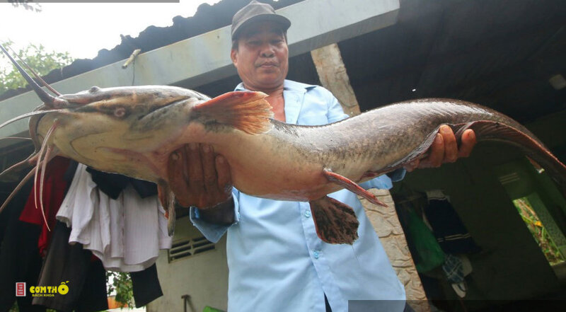 Cá lăng - 1. Chả cá lăng