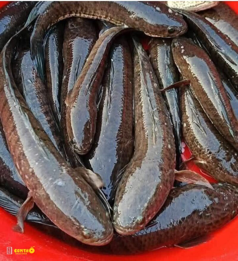 Cá lóc - 2. Canh chua cá lóc Cá lóc - 2. Canh chua cá lóc