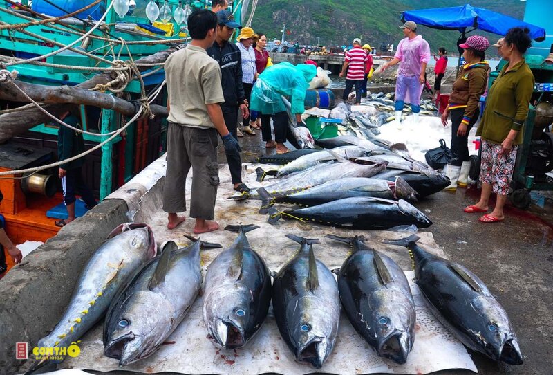 Cá ngừ - 6. Cơm cuộn, sandwich