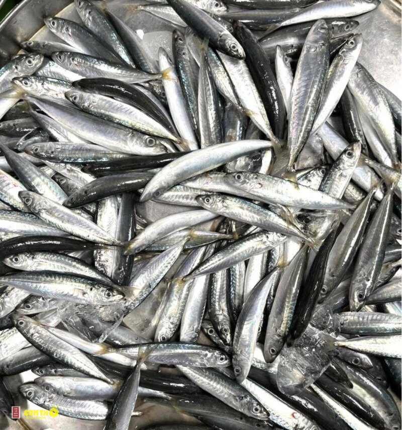 Cá nục - 7. Kho mặn kiểu miền Trung Cá nục - 7. Kho mặn kiểu miền Trung
