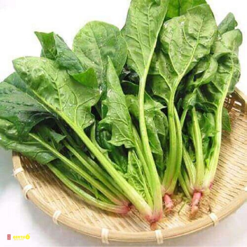 Cải bó xôi - Đặc điểm nhận biết