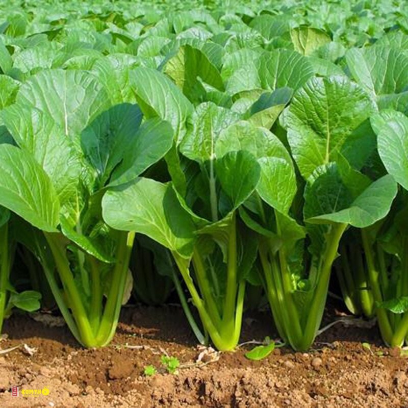 Cải ngọt - Giá trị dinh dưỡng Cải ngọt - Giá trị dinh dưỡng