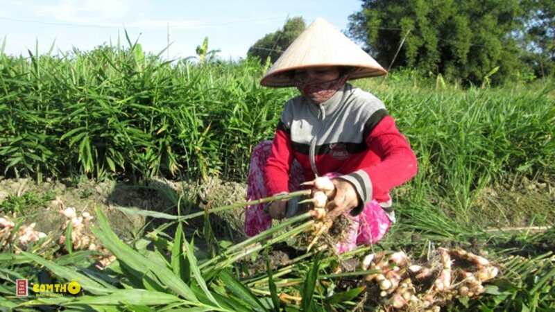 Gừng - Các dạng gừng thường dùng