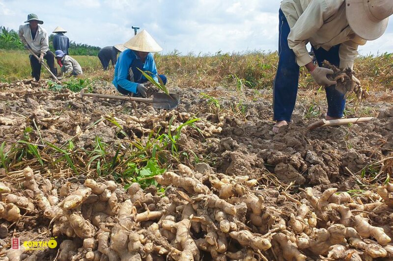 Gừng - 8. Thịt heo xào gừng kiểu Nhật (shogayaki)