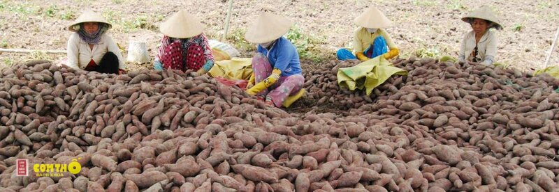 Khoai lang - 7. Canh nấu sườn Khoai lang - 7. Canh nấu sườn