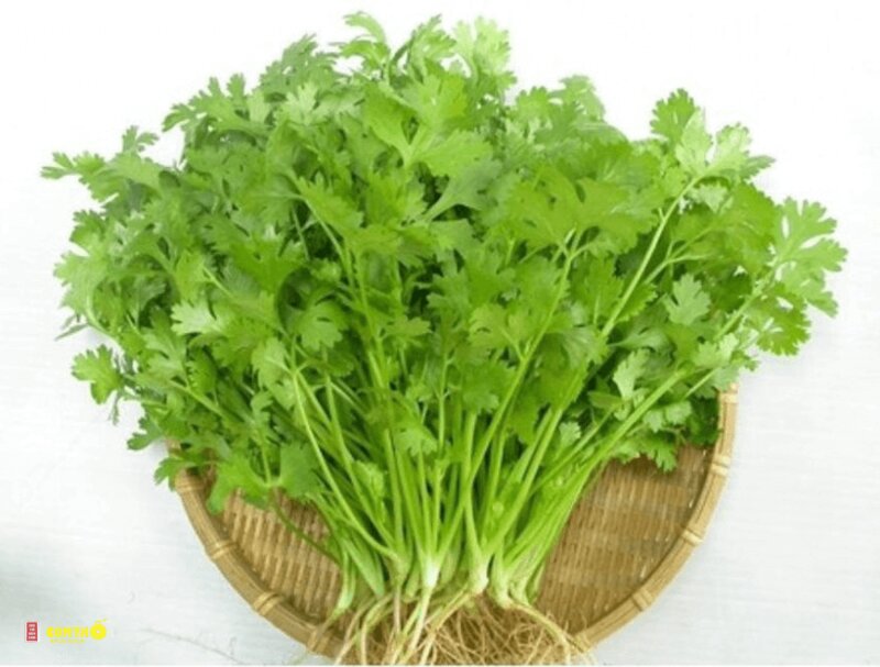 Rau mùi - 5. Gỏi, nộm