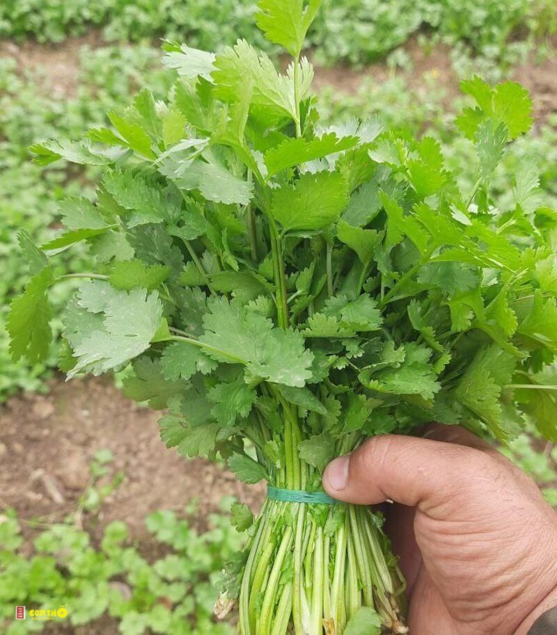 Rau mùi - 10. Sốt chimichurri, salsa và món Âu